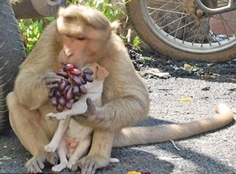 每次附近居民给它们送食的时候，猴子都会让小狗先吃，等它吃饱后自己才吃。(网络图片)