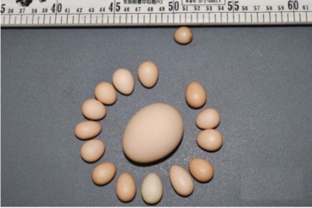 袖珍鸡蛋与普通鸡蛋的比较。（网络图片）