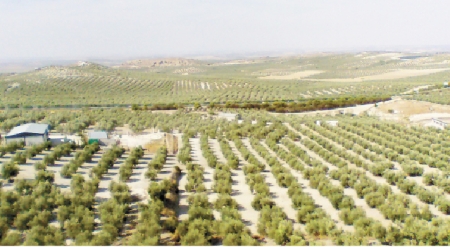 安达卢西亚橄榄种植园（维基百科）