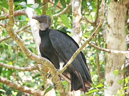 黑秃鹫（维基百科）