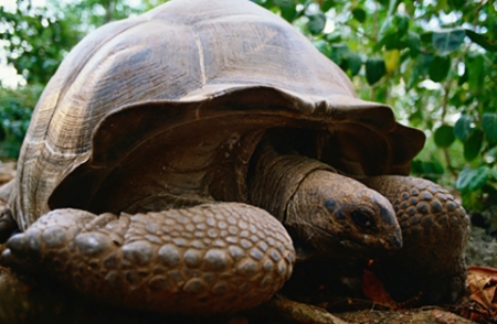 老汉修鱼塘发现百岁热带龟。（网络图片）