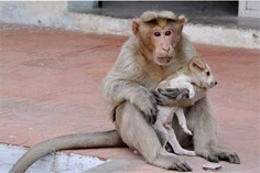 猴子象母亲一样把小狗当成自己的孩子来照顾。(网络图片)
