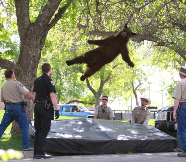 2012年，一只熊最后也是被麻醉后从树上坠落。（网络图片）