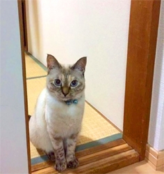 主人外出时，猫咪站在门口。