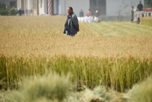 中国从传统的农业大国逐步成为粮食进口大国，中国潜伏的粮食危机越来越显现。图为在广东，一名农民正在看着地里准备收割的庄稼。（Getty Images）