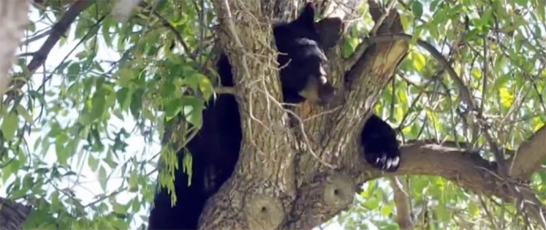 小黑熊爬到约9米高的树上，在树上待了大约4小时。（网络图片）