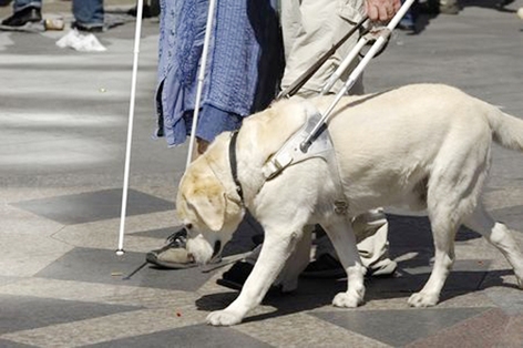 导盲犬的主要工作是代替视障人士的双眼，为他们领路，被称为“盲人的第二双眼睛”。（123RF）