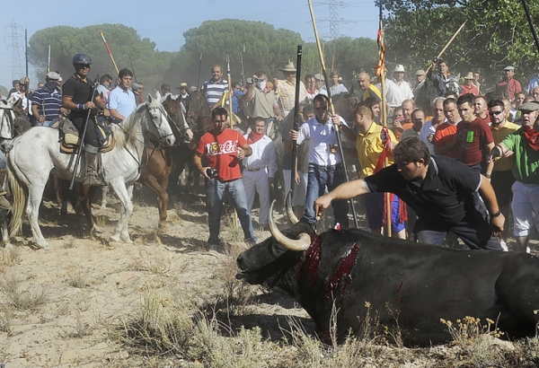 血腥残忍的 Torneo del Toro de la Vega斗牛节现场（维基百科）