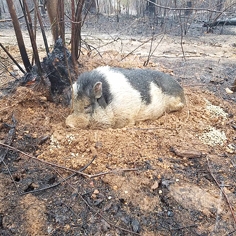 大火烧尽后的第二天，霍姆斯和家人跑回去，发现宠物猪查尔斯还活着。