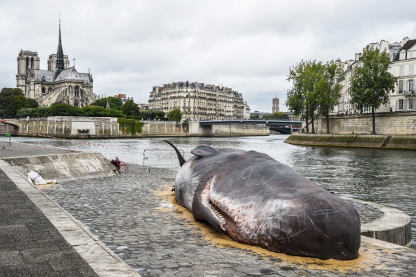 在塞纳河岸“搁浅”的抹香鲸（AFP/Getty Images）