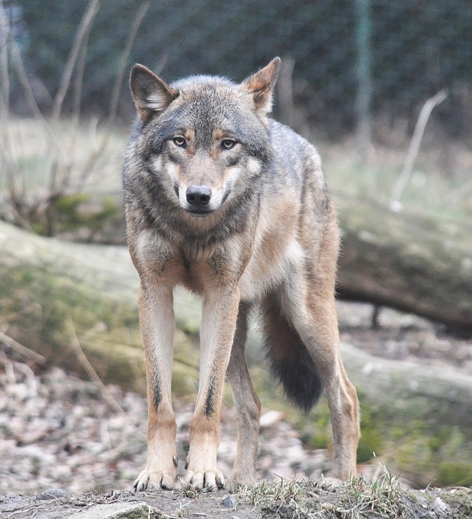 位于布拉格动物园的欧亚灰狼  （维基百科）