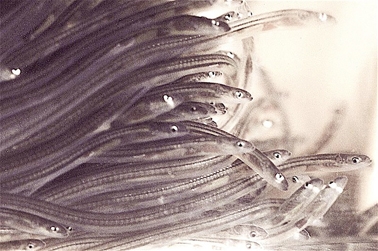 欧洲幼鳗（Epipelagic／维基百科）