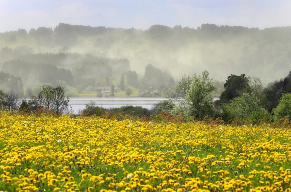 4月29日，德国南部Niedersonthofener See湖面上，花粉缭绕。（AFP/Getty Images）