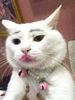 一位中国留学生因为给猫化了妆，被举报虐待动物。