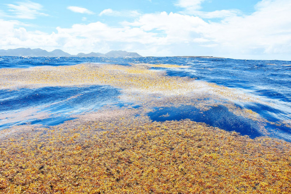 漂浮在圣-马丁附近海域的褐藻（维基百科）