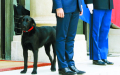 总统府新客    法国第一犬