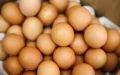 毒蛋危机后          比利时食品业面临鸡蛋短缺