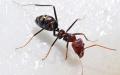 惊人的 “ 懒蚂蚁效应 ”。（图片来源：Pixabay）