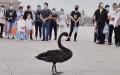 9月5日早上，一只黑天鹅降落在北京天安门广场。
