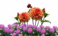 学习着制作花肥妙招，不但让花的儿开美丽，也让人心情愉悦。（图片来源：Pixabay）