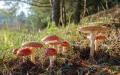 野生毒蘑菇（123RF）