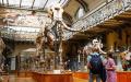 修复后的迪尔福猛犸象骨骼重新在国家自然博物馆展出。（GEOFFROY VAN DER HASSELT/AFP via Getty Images）