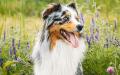2023年法国人最爱犬种澳牧再一次名列榜首。（123RF）