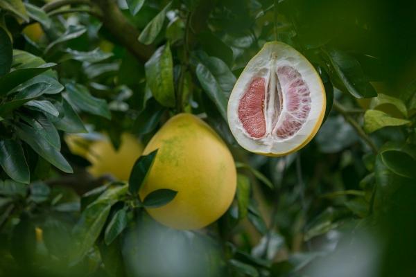 这个季节的柚子真是好滋味，吃完柚子后柚皮居然可以有这么多妙用。（图片来源：Pixabay）
