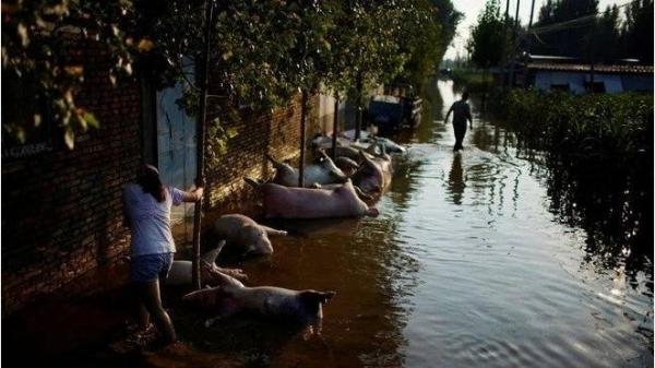 河南开封养殖场被大水冲毁，超6000头猪被淹死漂浮水面。（图片来源：微博）