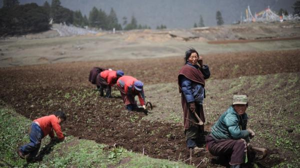 妇女在田间劳动（图片来源：China Photos/Getty Images）