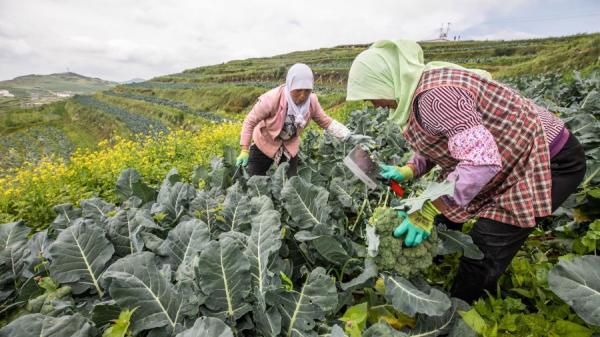 农村妇女在收割农作物。（图片来源：STR/AFP via Getty Images）