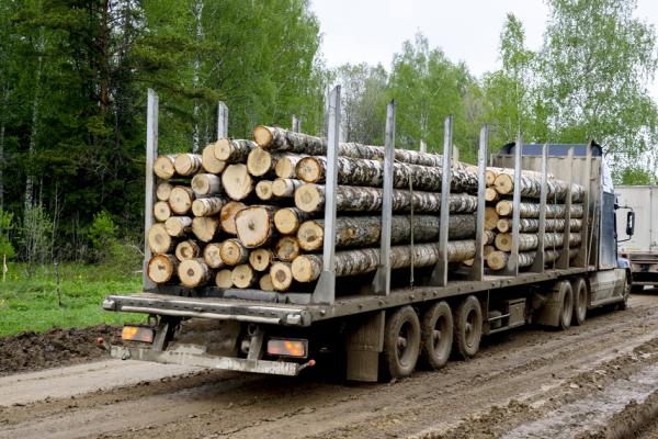 伐木工人正在运送木材。（123RF）