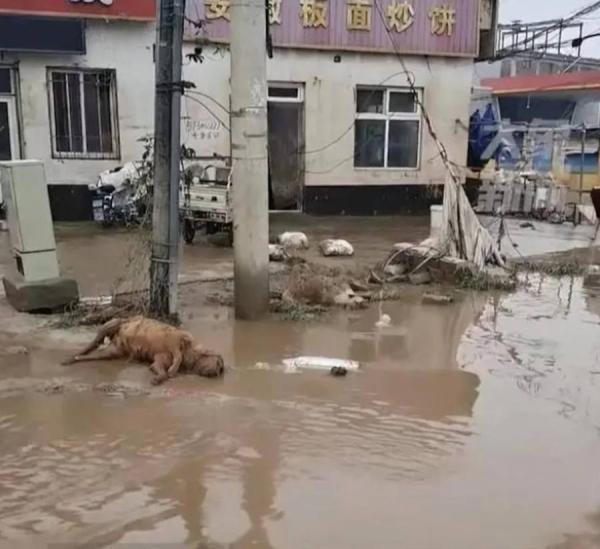 洪水水面上漂浮一层油污，更有羊、狗等动物尸体横躺路边。（图片来源：视频截图）