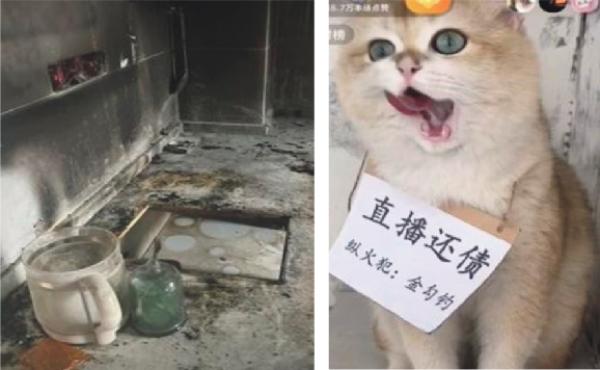 左图：家中因小猫闯祸被烧。右图：小猫被迫直播还债。