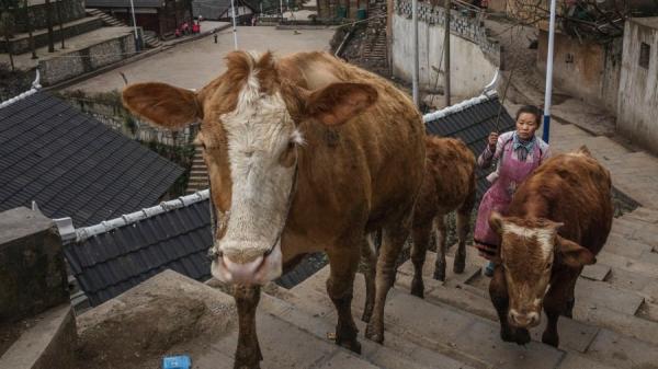 近日新疆再发现口蹄疫疫情（图片来源：Kevin Frayer/Getty Images）