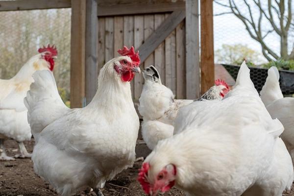 布雷斯鸡（Poulet de Bresse）（123RF）