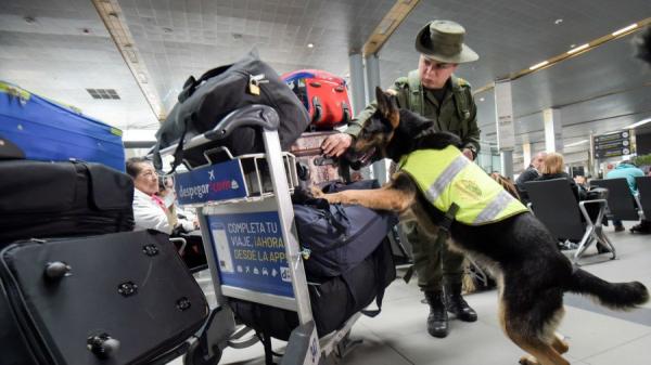 警犬 （示意图/非本文图片/图片来源：RAUL ARBOLEDA/AFP/Getty Images ）