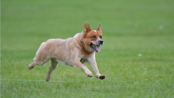 澳洲一只17岁的狗奋勇守护3岁小主人并带她脱离险境。牧牛犬示意图。（图片来源：Pixabay）