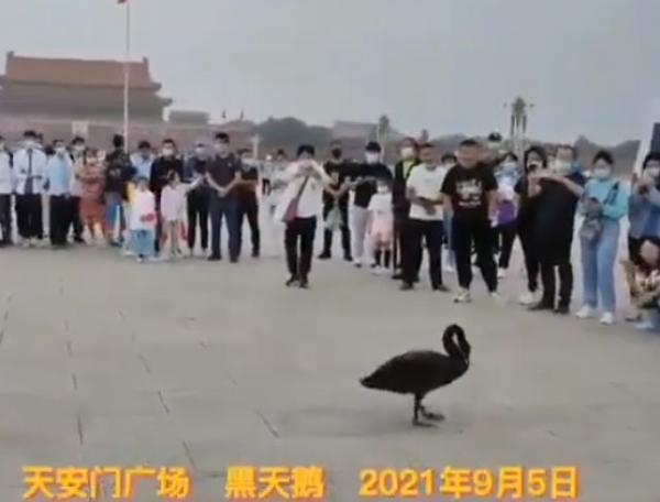 图片来源：视频截图