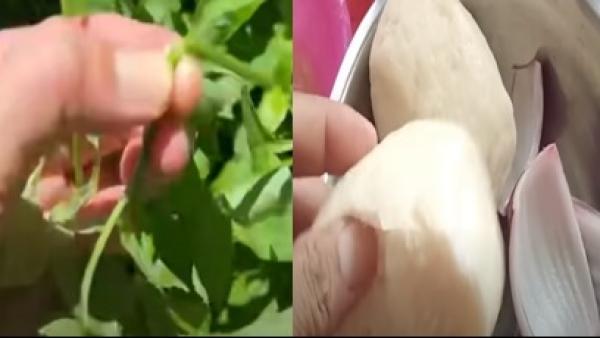 海南三亚静默10天有市民断粮缺菜,网传有市民“一个葱头吃3顿”,有市民饿到吃绿草,有市民自己预购菜防疫人员不让拿。(图片来源:视频截图)
